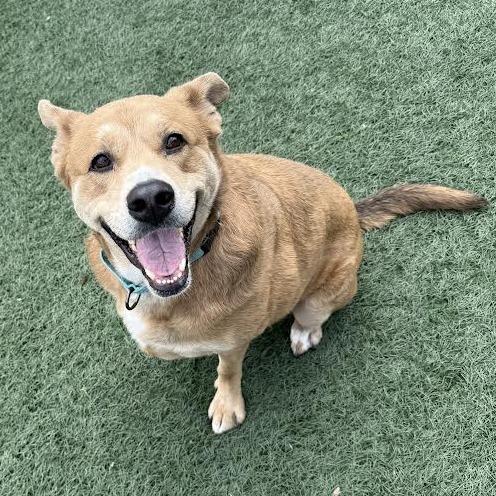 Luna, a Adoptable mixed breed in Portland, OR image 3/6