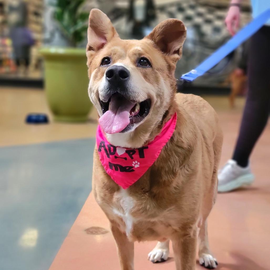Luna, a Adoptable mixed breed in Portland, OR image 1/6