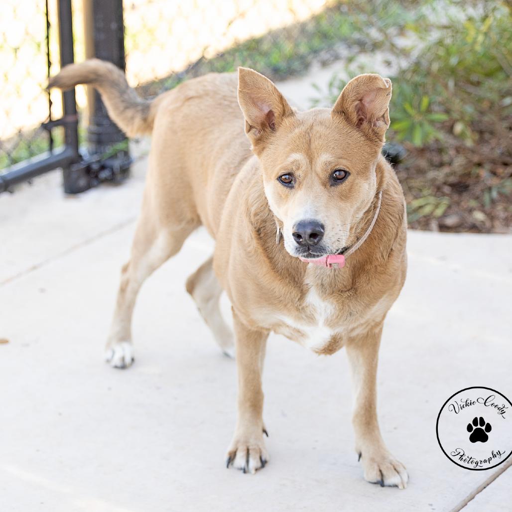 Luna, a Adoptable mixed breed in Portland, OR image 4/6