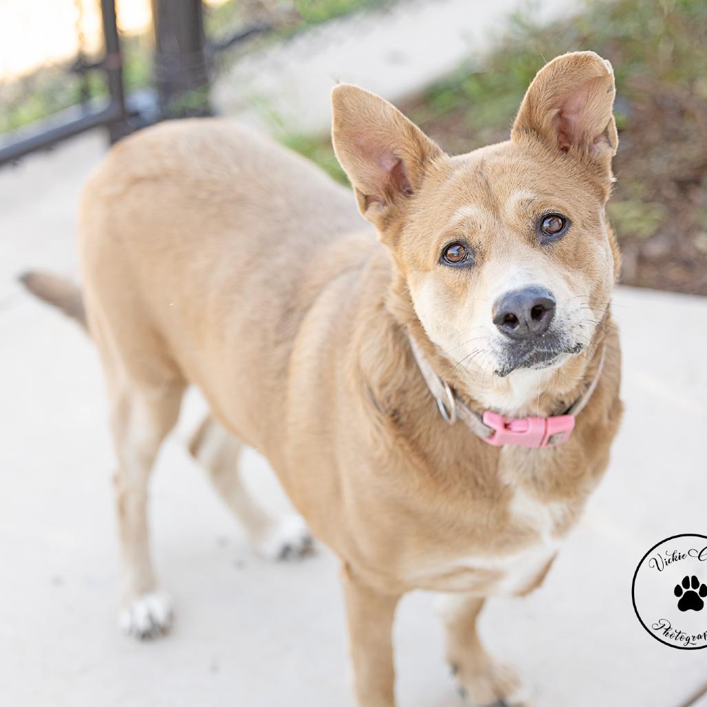 Luna, Adoptable, Adult Female Retriever & Husky.