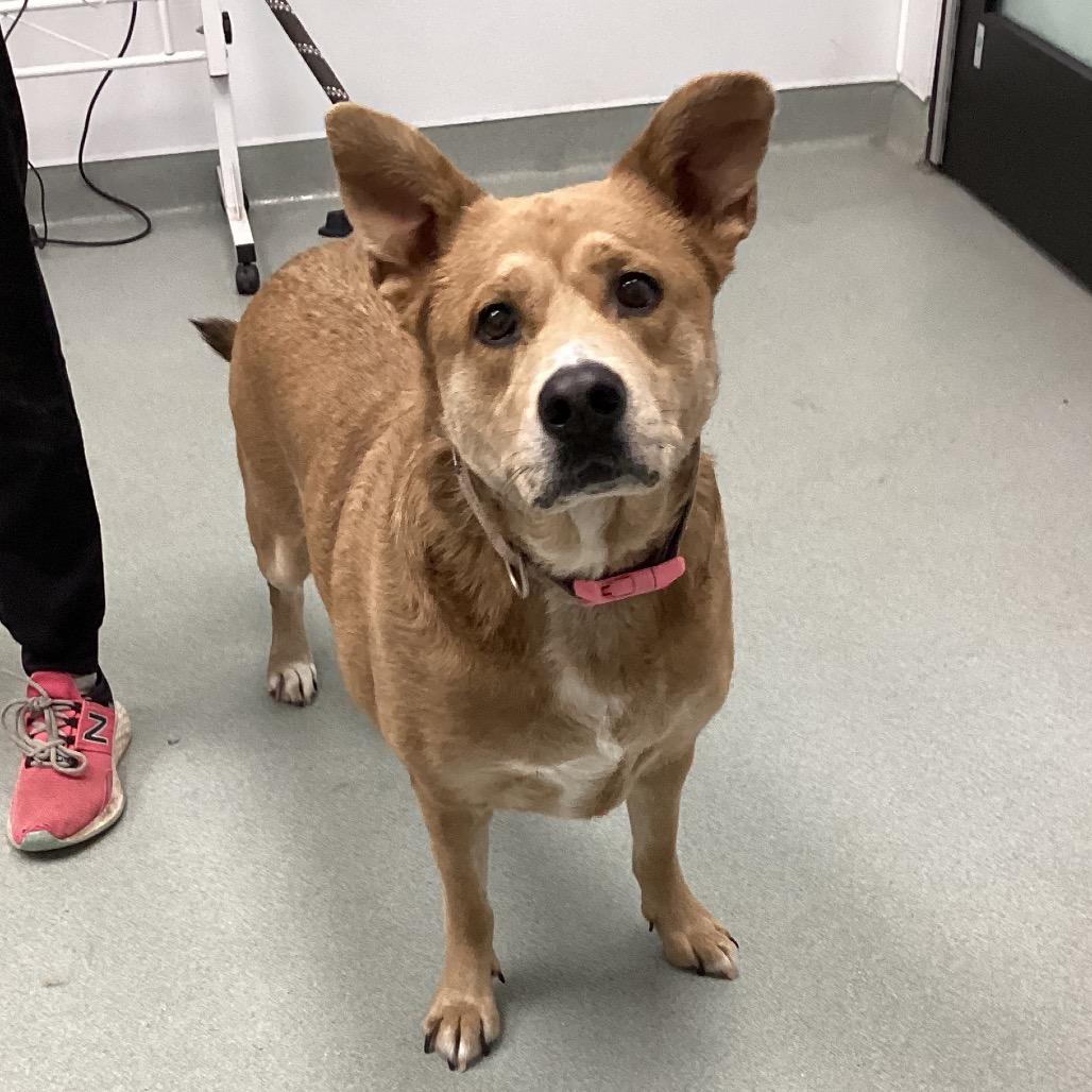 Luna, a Adoptable mixed breed in Portland, OR image 5/6