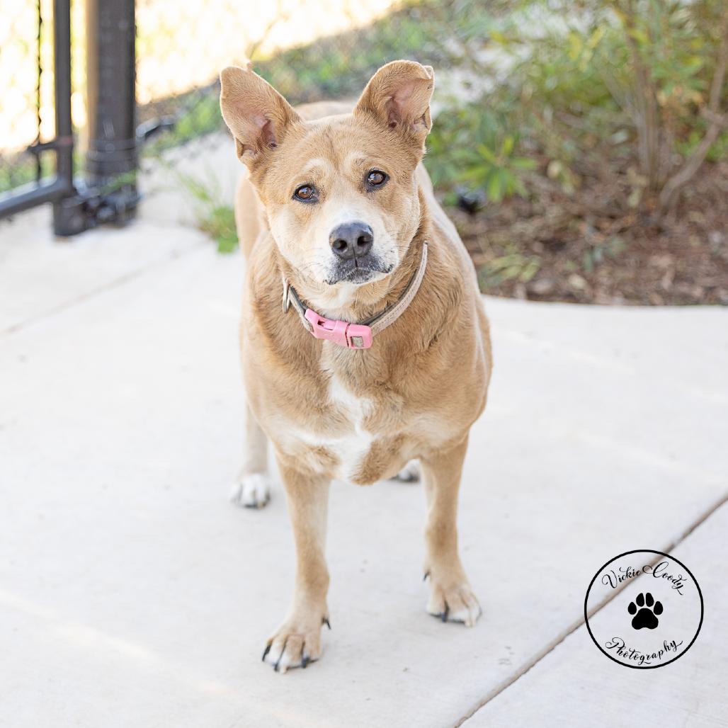 Luna, a Adoptable mixed breed in Portland, OR image 6/6