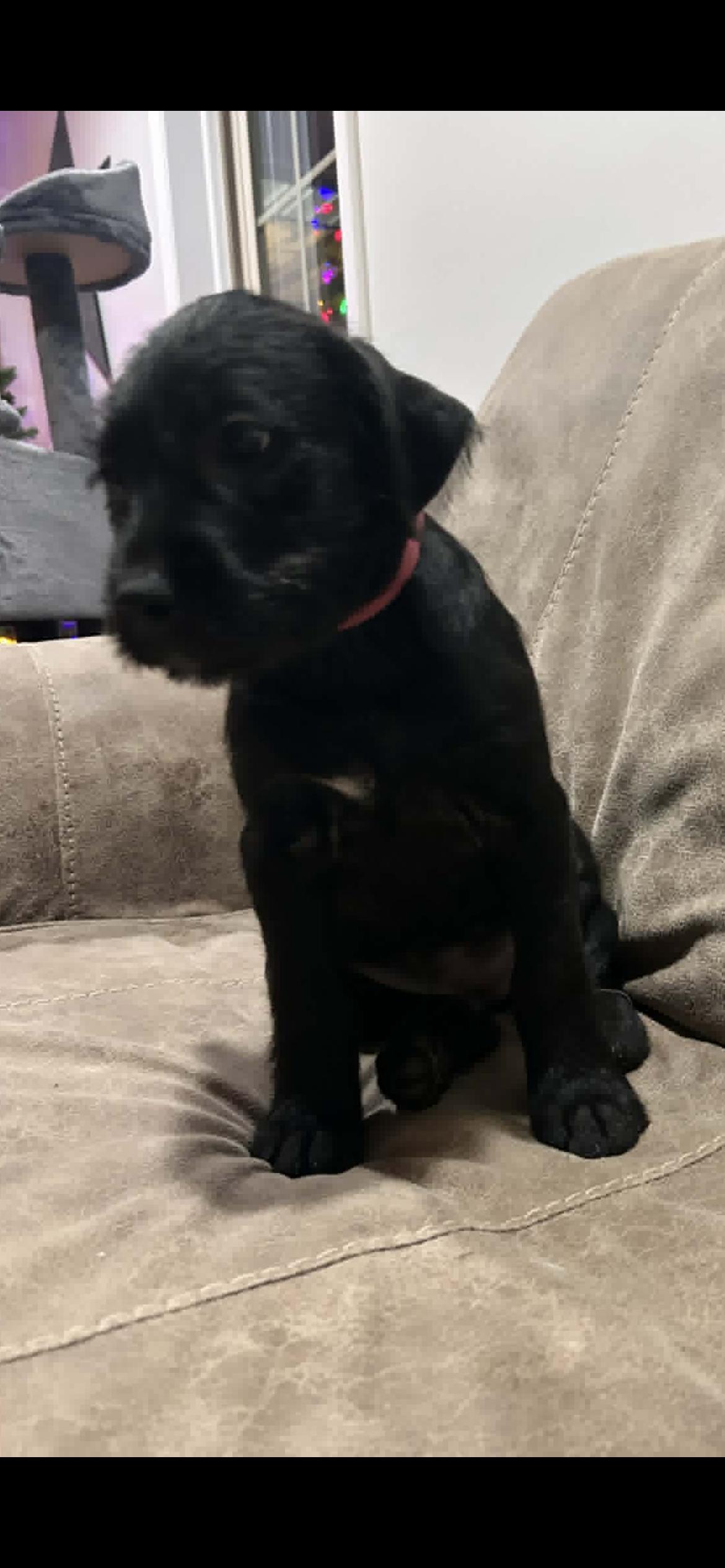 Sky (courtesy listing), ADOPTABLE, Puppy Female Pit Bull Terrier & Labradoodle.