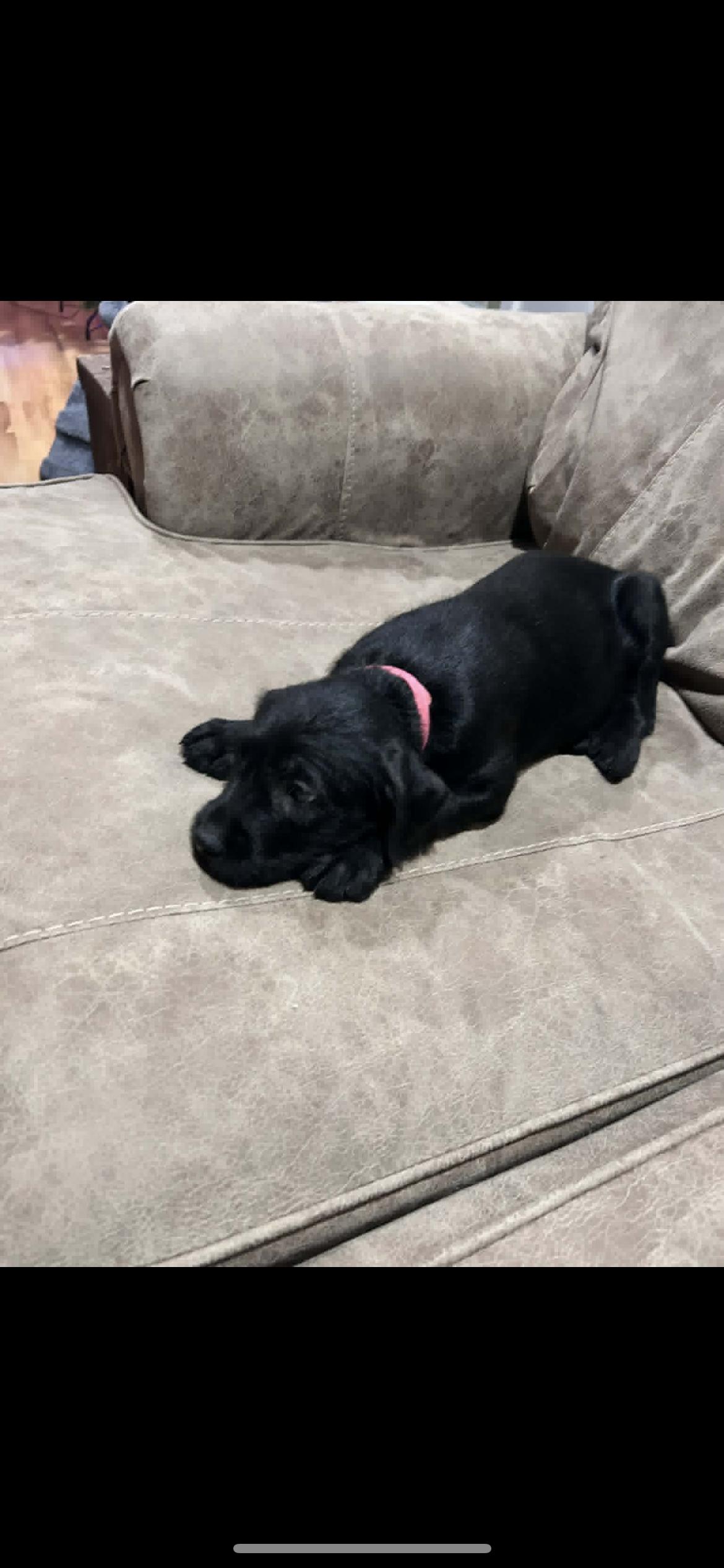 Sky (courtesy listing), a ADOPTABLE mixed breed in Albany, NY image 2/3