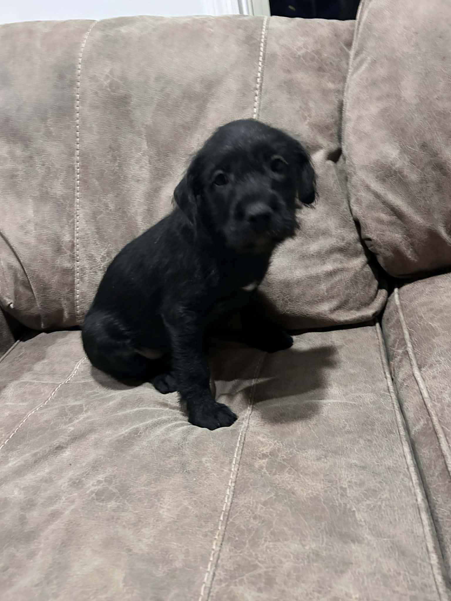 Sky (courtesy listing), a ADOPTABLE mixed breed in Albany, NY image 3/3