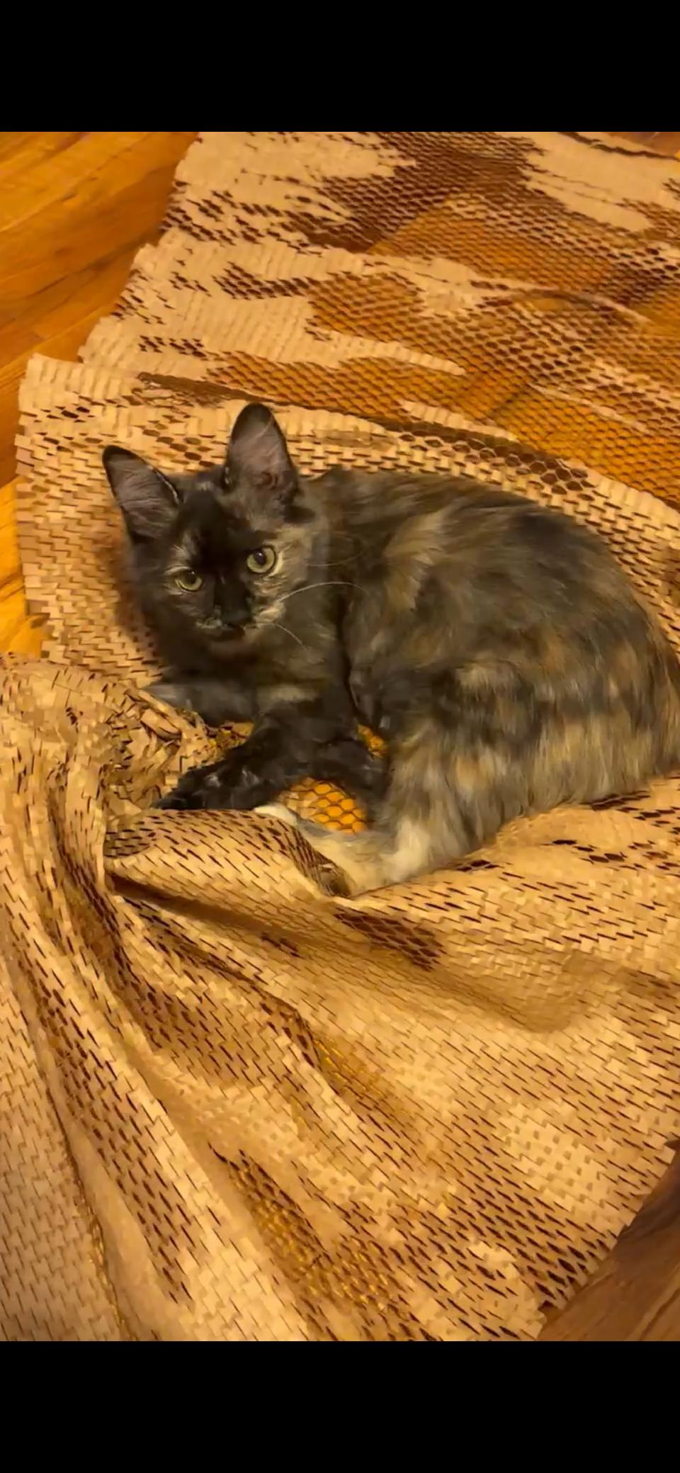 Enlarge Bubbles, a Adoptable Domestic Medium Hair in candler, NC image 2/3