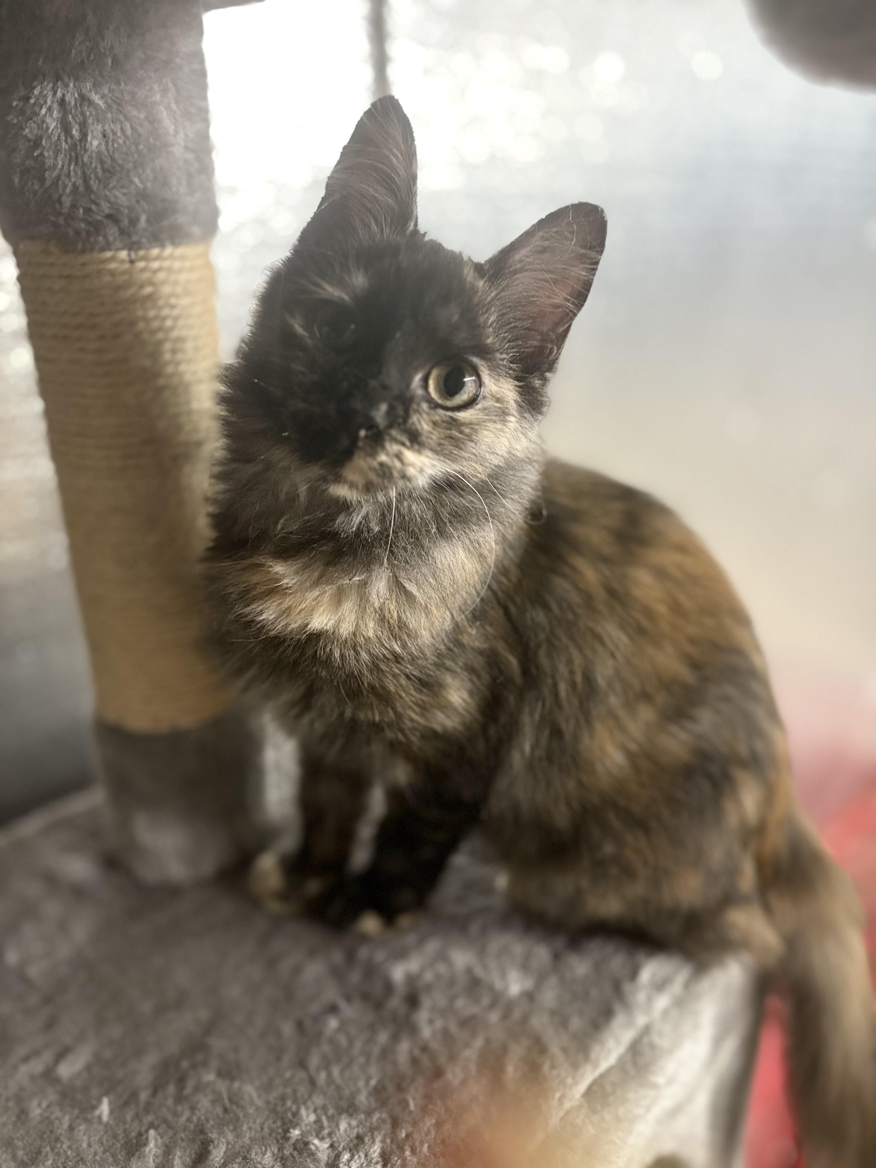 Enlarge Bubbles, a Adoptable Domestic Medium Hair in candler, NC image 3/3