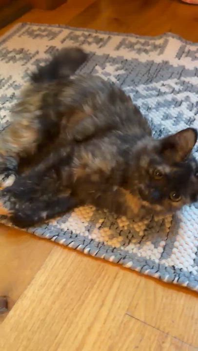 Enlarge Bubbles, a Adoptable Domestic Medium Hair in candler, NC video 1/3
