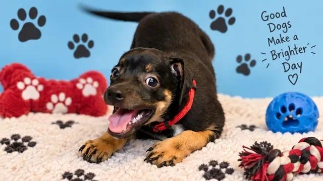 Enlarge Pierre, a Adoptable Mixed Breed in Mesa, AZ image 1/1