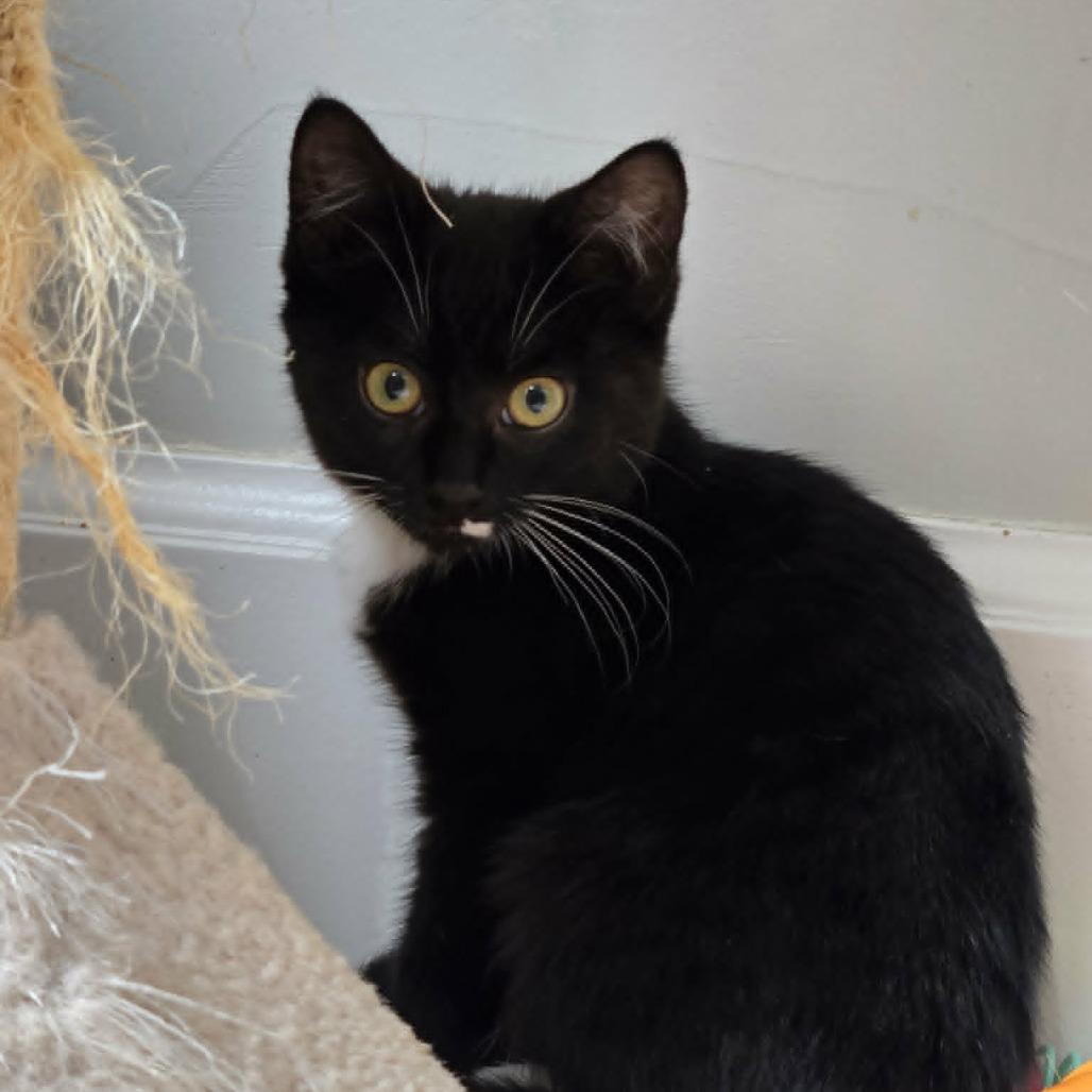 Miranda, Adoptable, Kitten Female Domestic Short Hair.