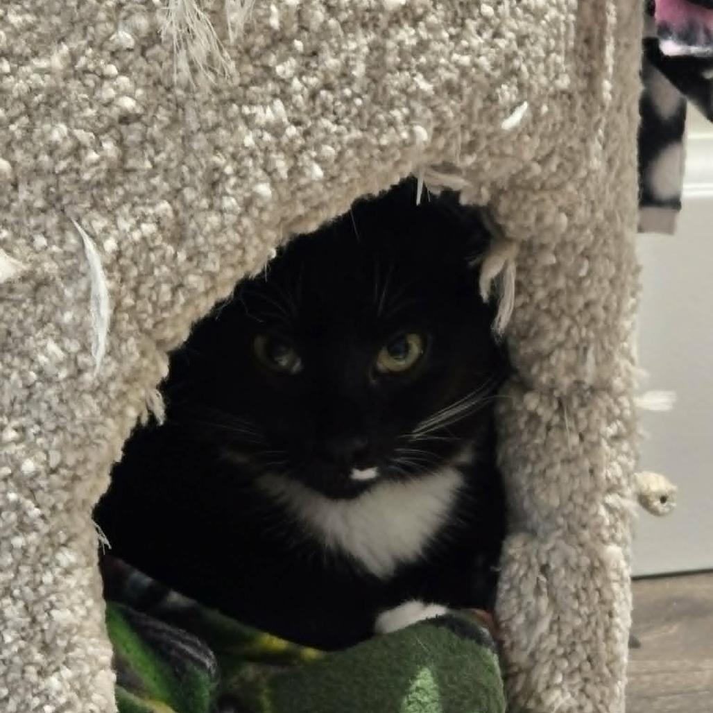 Enlarge Miranda, a Adoptable Domestic Short Hair in Abbotsford, BC image 2/3