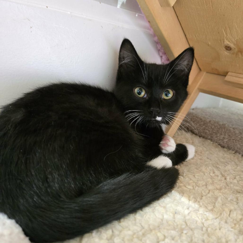 Enlarge Miranda, a Adoptable Domestic Short Hair in Abbotsford, BC image 3/3