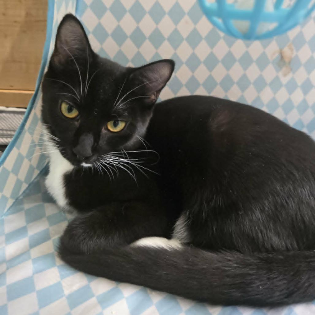 Enlarge Miranda, a Adoptable Domestic Short Hair in Abbotsford, BC image 4/4