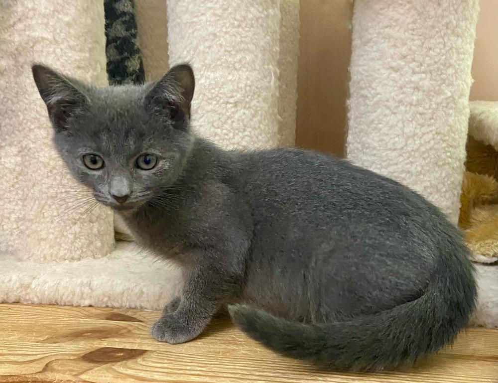 Enlarge Panthor, a Adoptable Domestic Short Hair in Chalfont, PA image 1/3