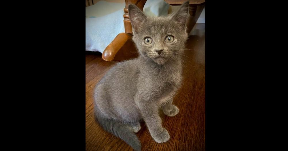 Enlarge Panthor, a Adoptable Domestic Short Hair in Chalfont, PA image 2/3