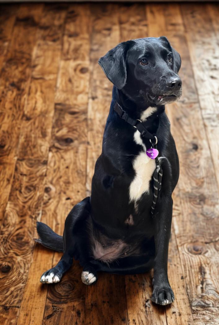 Enlarge Zita , a ADOPTABLE Black Labrador Retriever in Warrenton, VA image 1/3