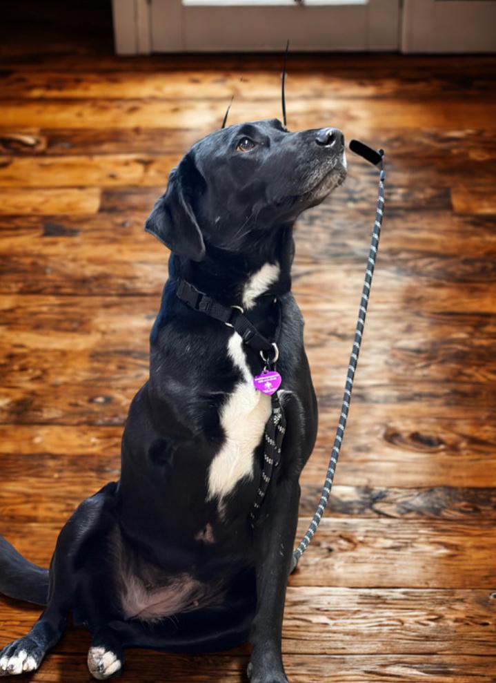 Enlarge Zita , a ADOPTABLE Black Labrador Retriever in Warrenton, VA image 3/3