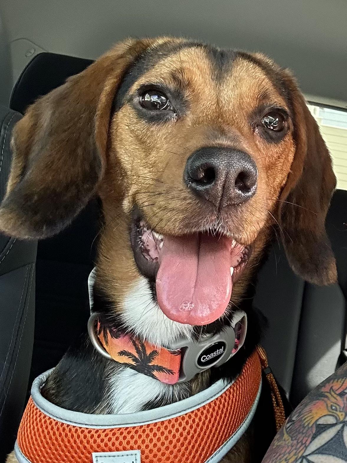 Marley, ADOPTABLE, Young Male Beagle.