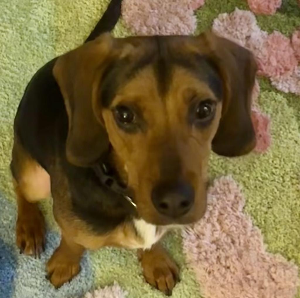 Enlarge Marley, a ADOPTABLE Beagle in New Smyrna Beach, FL image 2/3