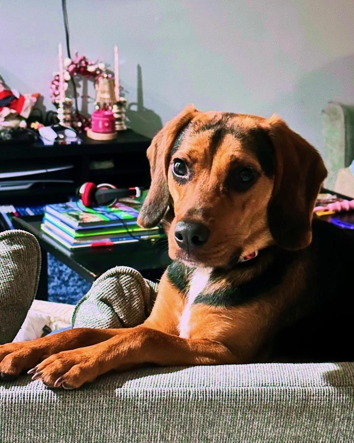 Enlarge Marley, a ADOPTABLE Beagle in New Smyrna Beach, FL image 3/3