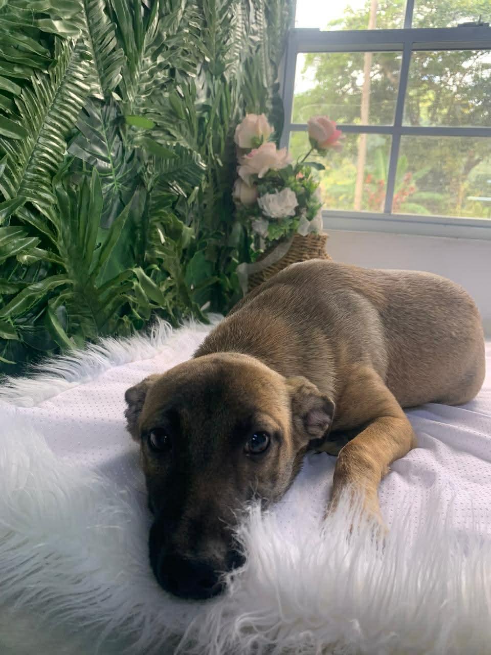 Echo, a ADOPTABLE mixed breed in Etobicoke, ON image 2/2