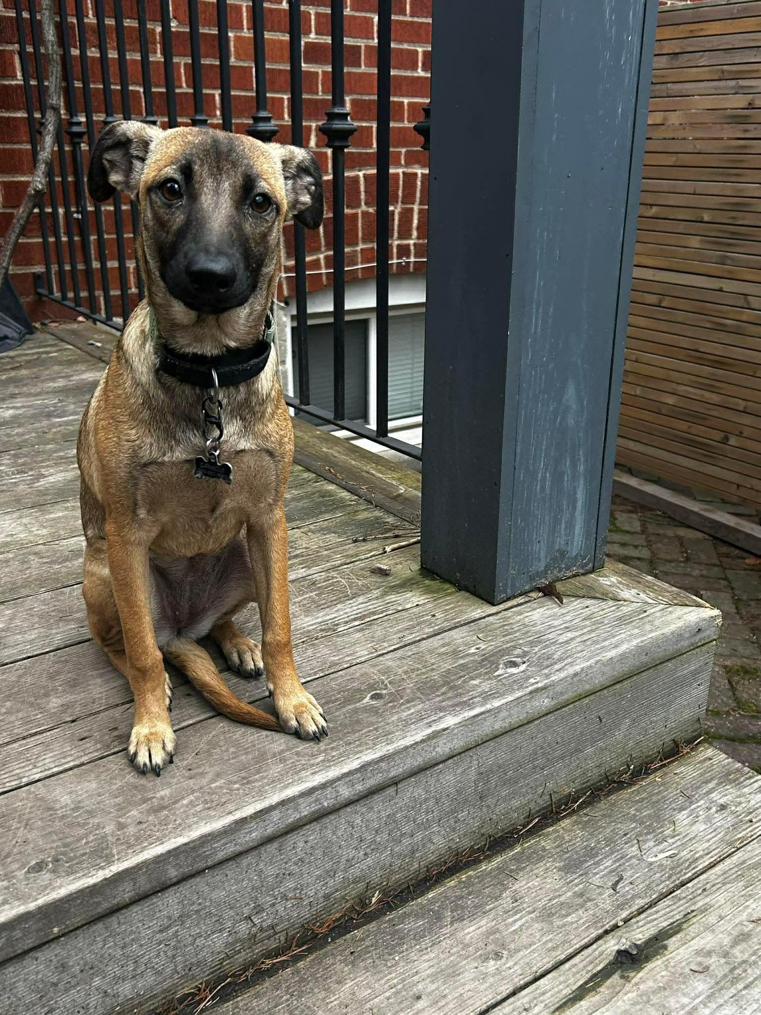 Echo, a ADOPTABLE mixed breed in Etobicoke, ON image 1/2