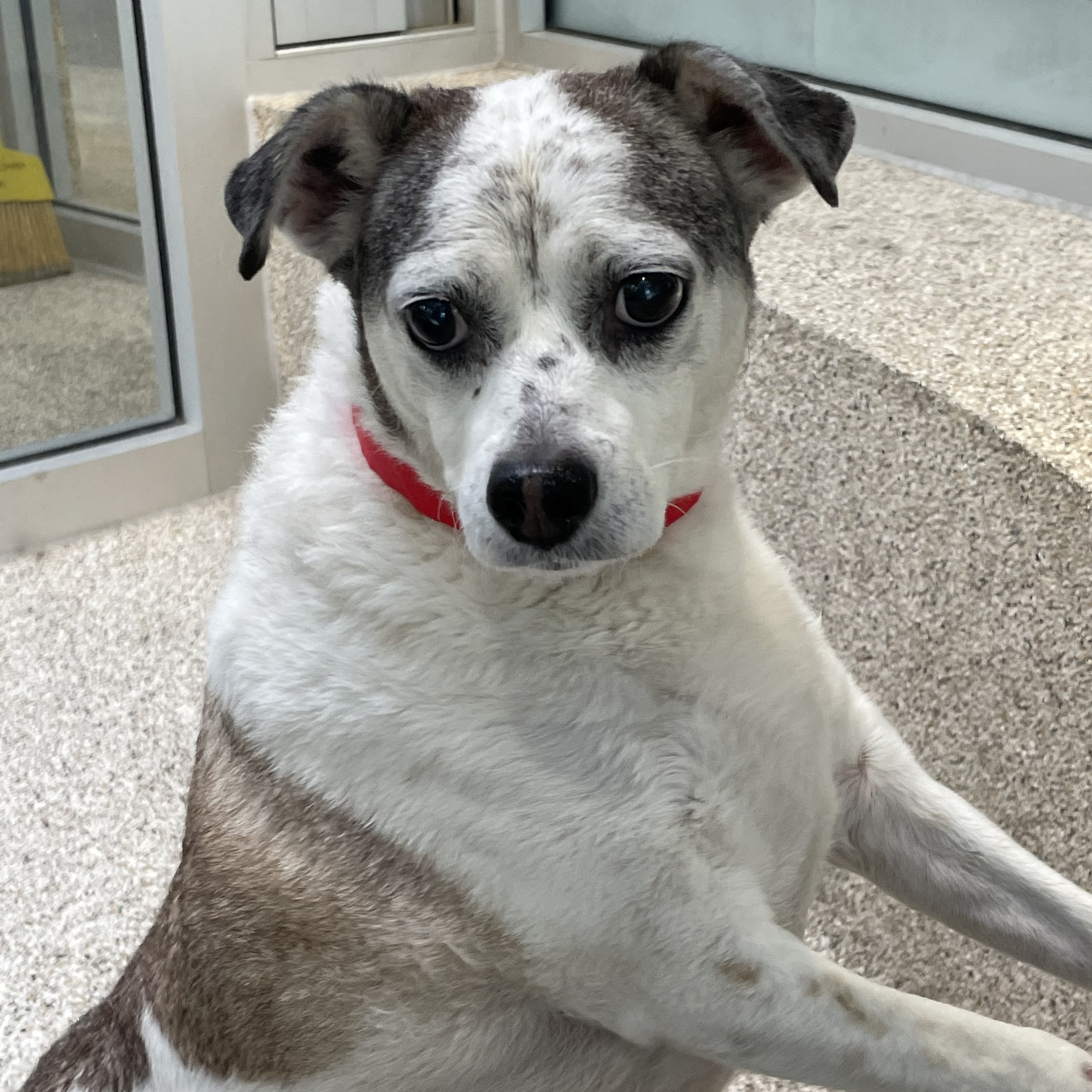 Enlarge Kiss, a Adoptable mixed breed in Wingdale, NY image 1/2