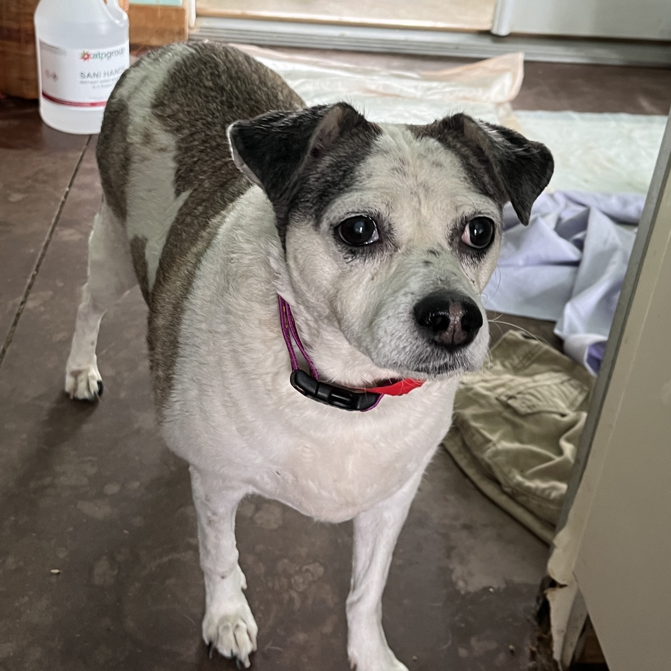 Kiss, Adoptable, Senior Female Akita & Catahoula Leopard Dog.