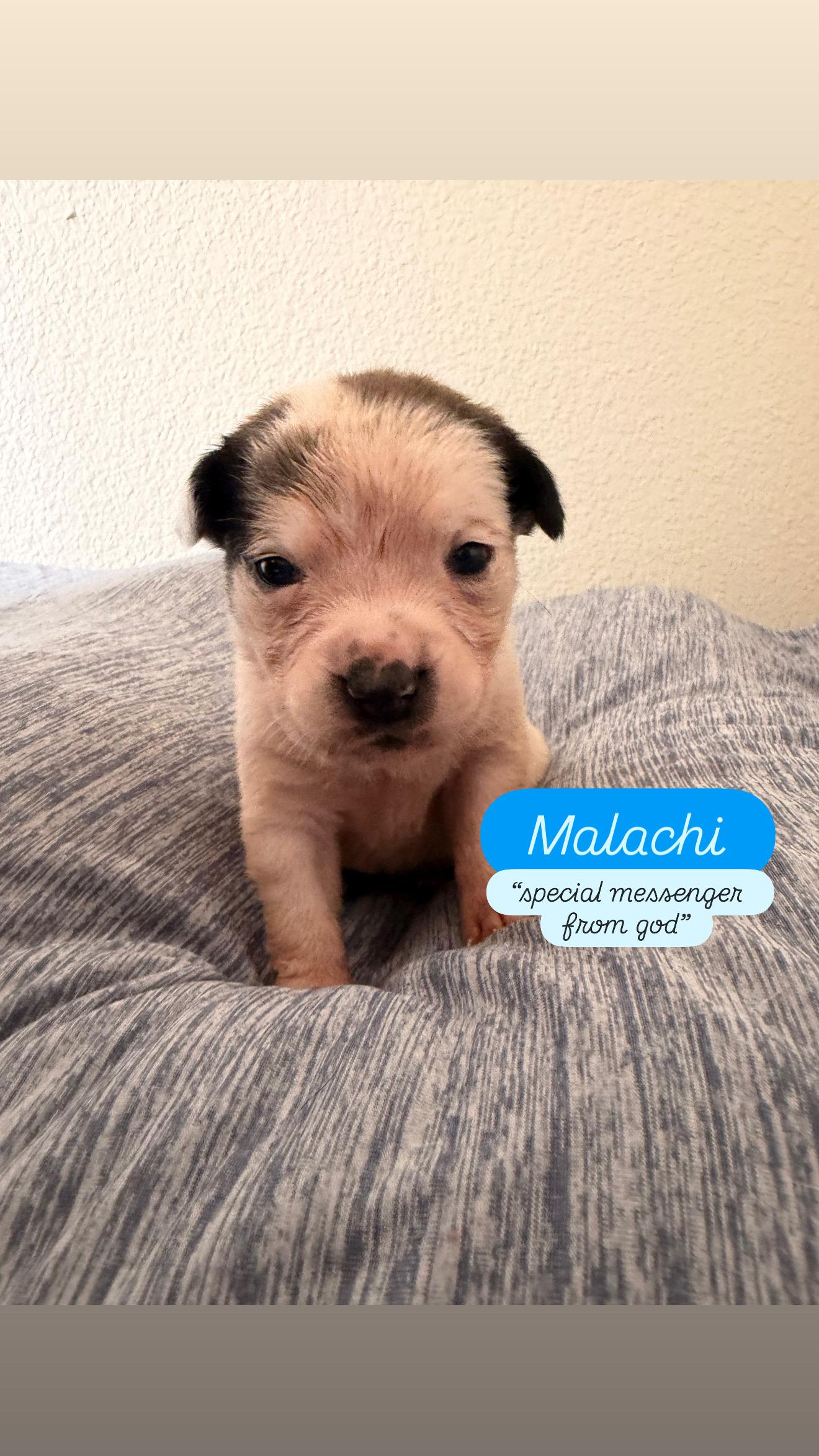Enlarge Puppy, a ADOPTABLE mixed breed in Dallas, TX image 2/2