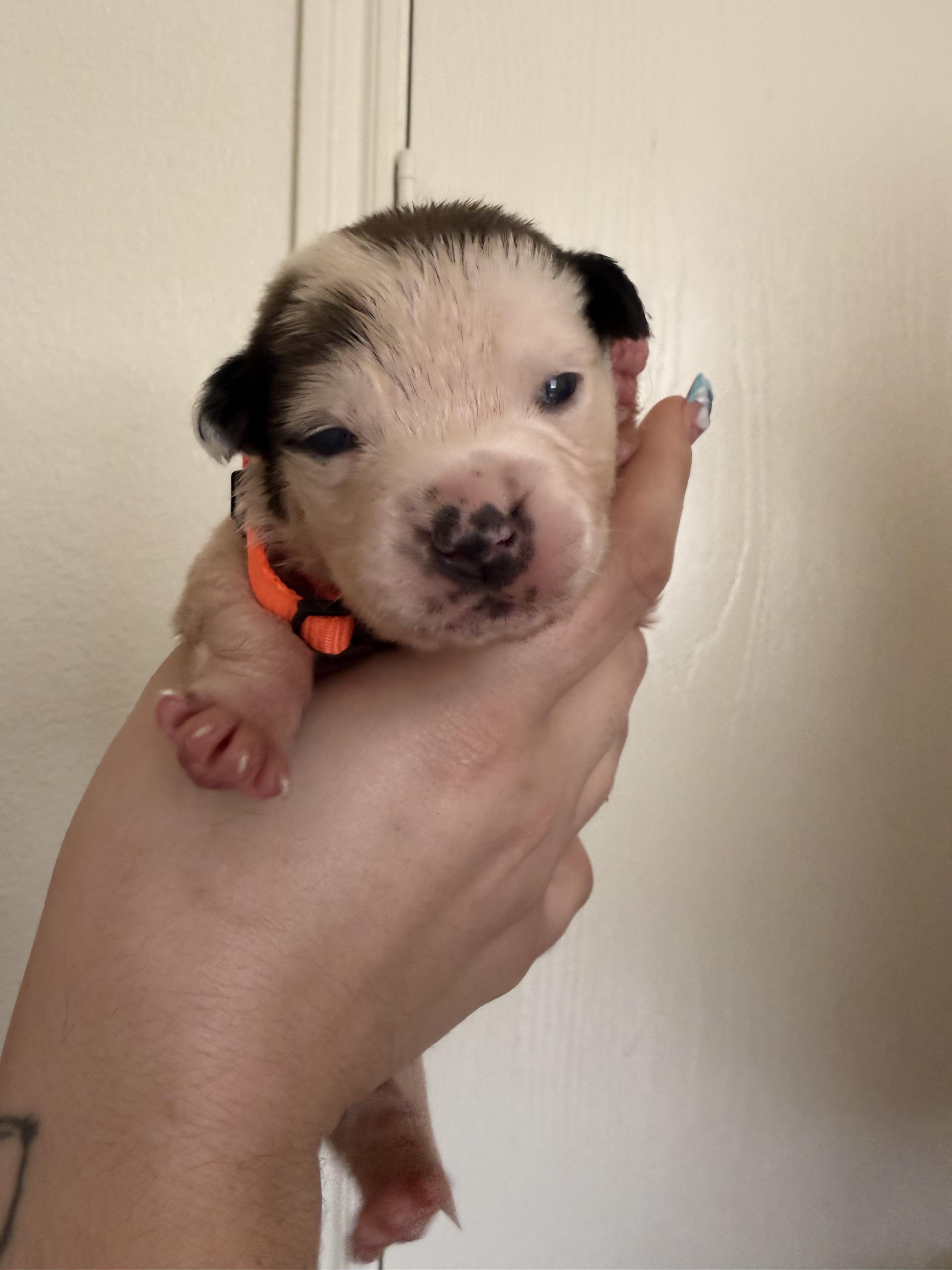 Enlarge Puppy, a ADOPTABLE mixed breed in Dallas, TX image 1/2