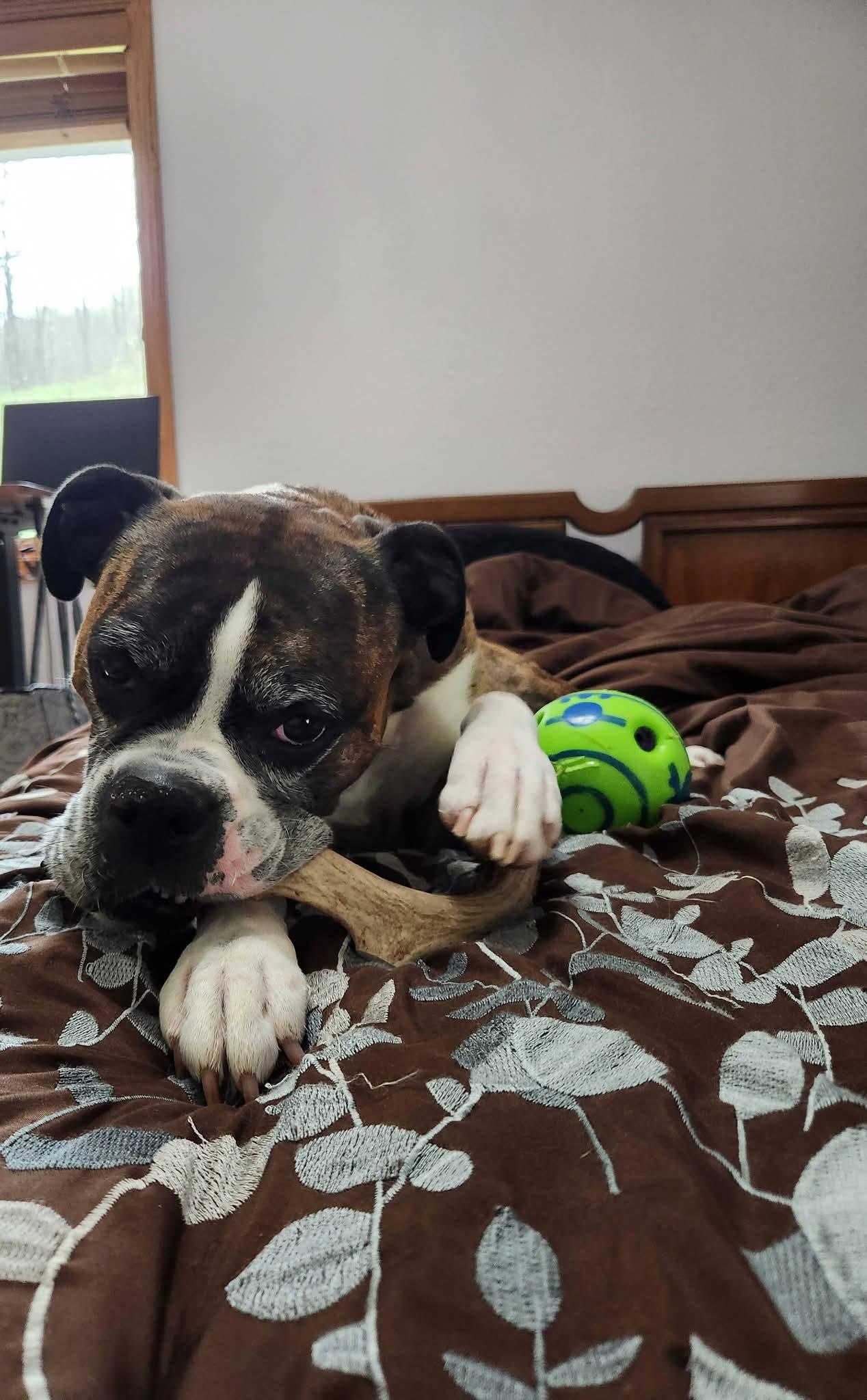 Rocko, Adopted, Adult Male Boxer.