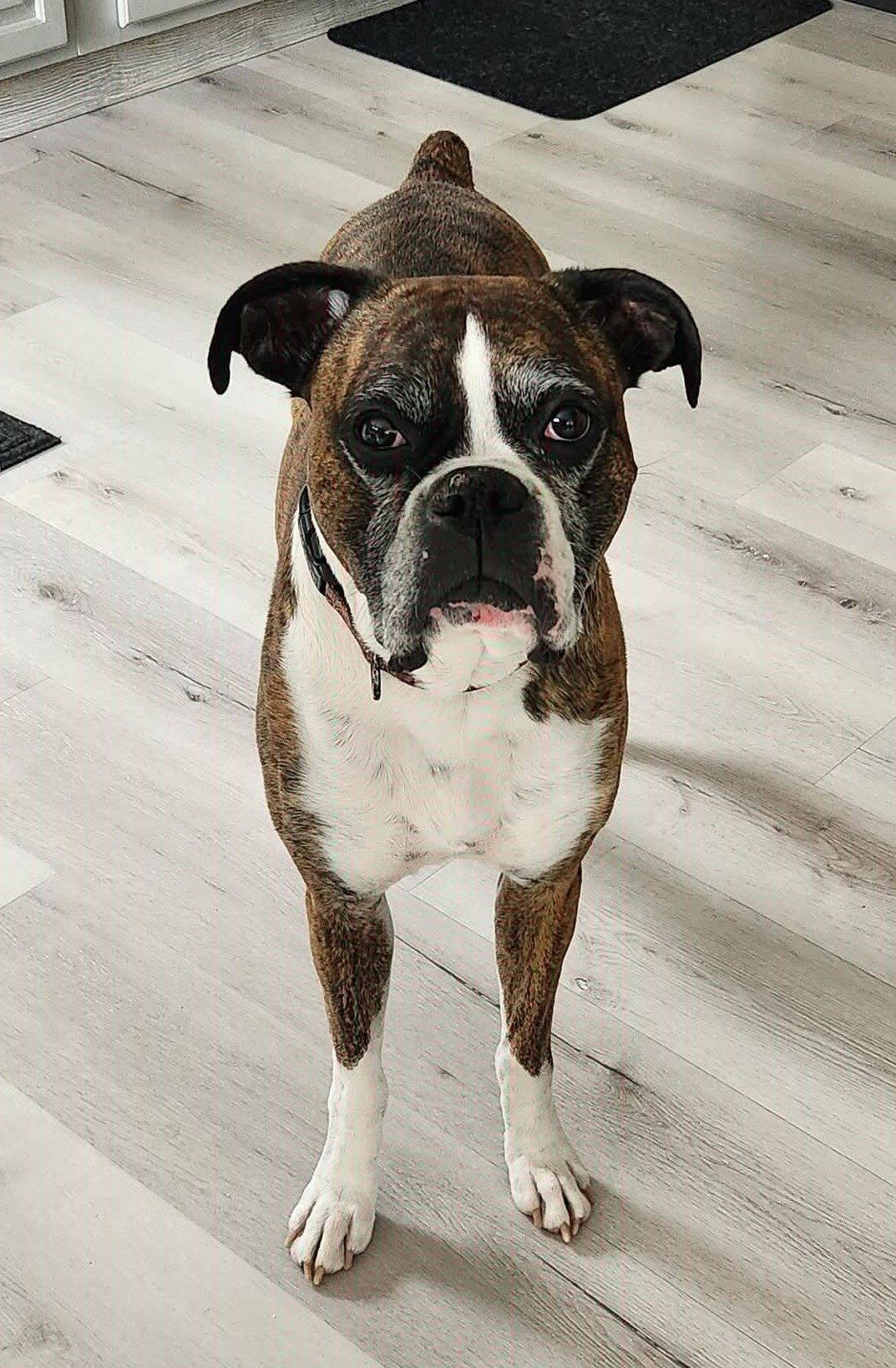 Enlarge Rocko, a Adopted Boxer in Shakopee, MN image 2/3