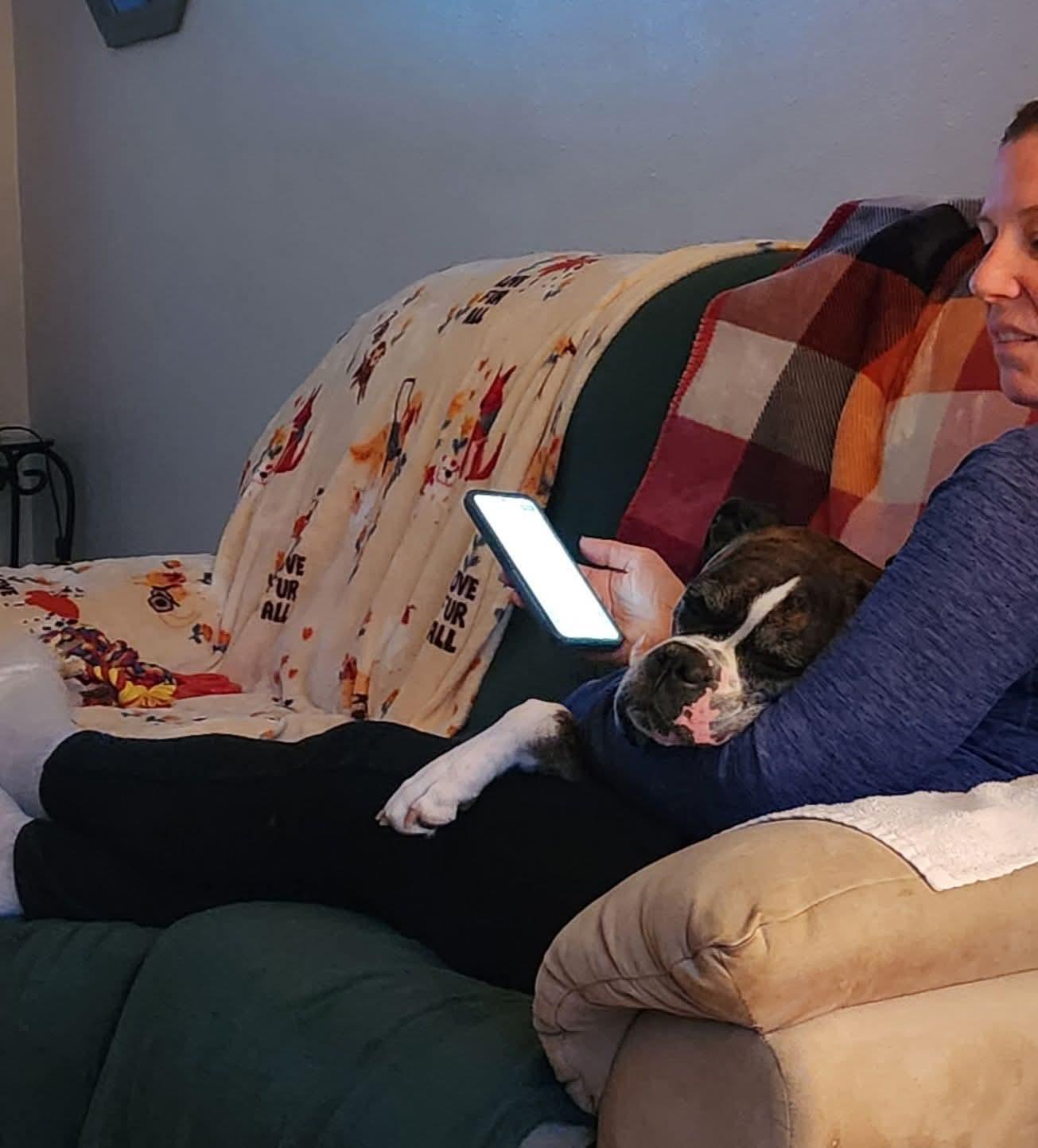 Enlarge Rocko, a Adopted Boxer in Shakopee, MN image 3/3