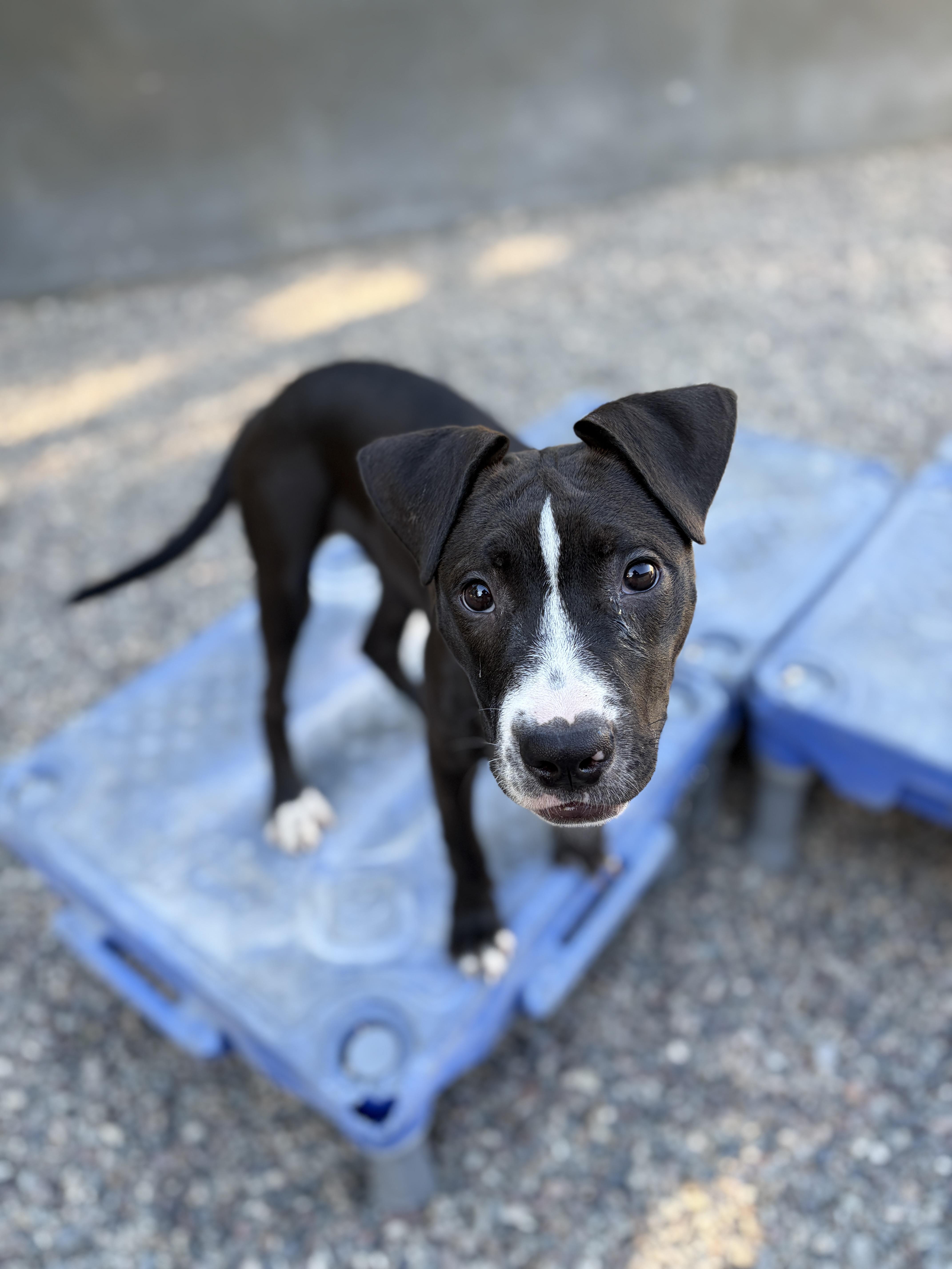 Enlarge AUTUMN (Puppy), a Adopted mixed breed in Pasadena, CA image 5/5