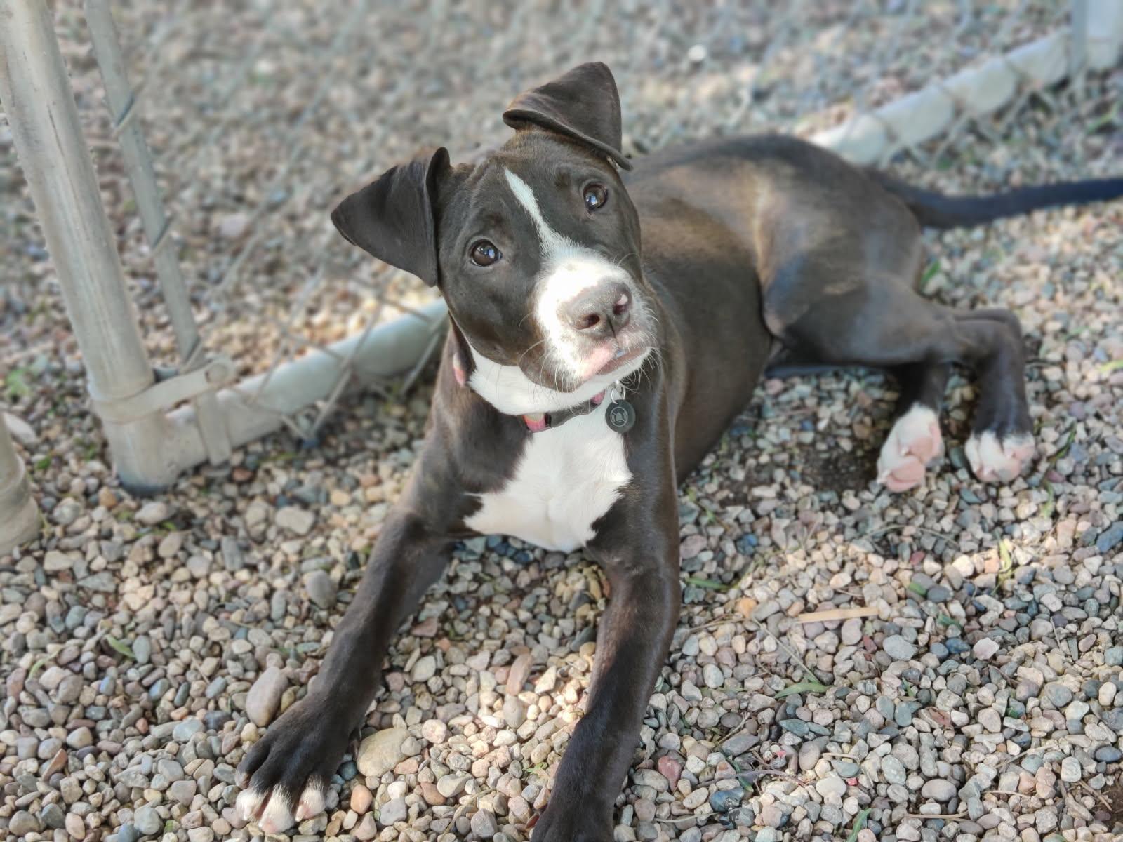 AUTUMN (Puppy), Adopted, Puppy Female Pit Bull Terrier & Boxer.