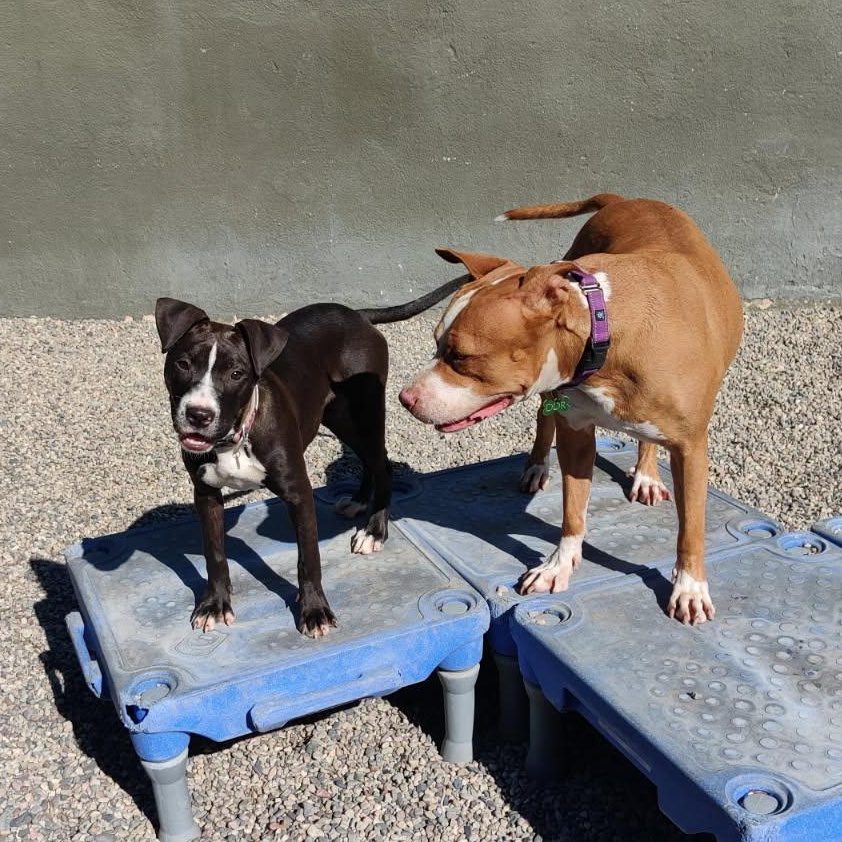 Enlarge AUTUMN (Puppy), a Adopted mixed breed in Pasadena, CA image 3/5