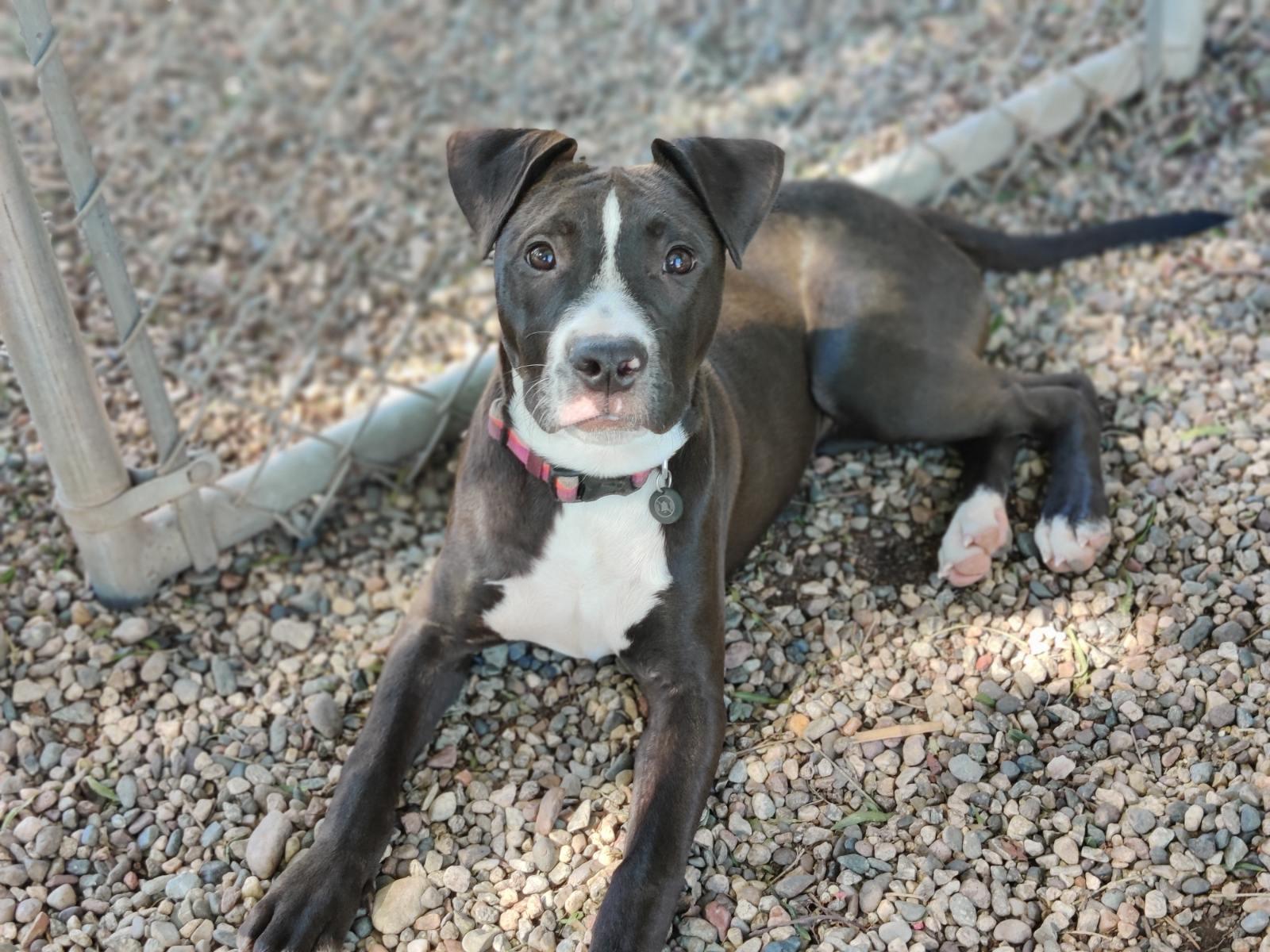 Enlarge AUTUMN (Puppy), a Adopted mixed breed in Pasadena, CA image 4/5