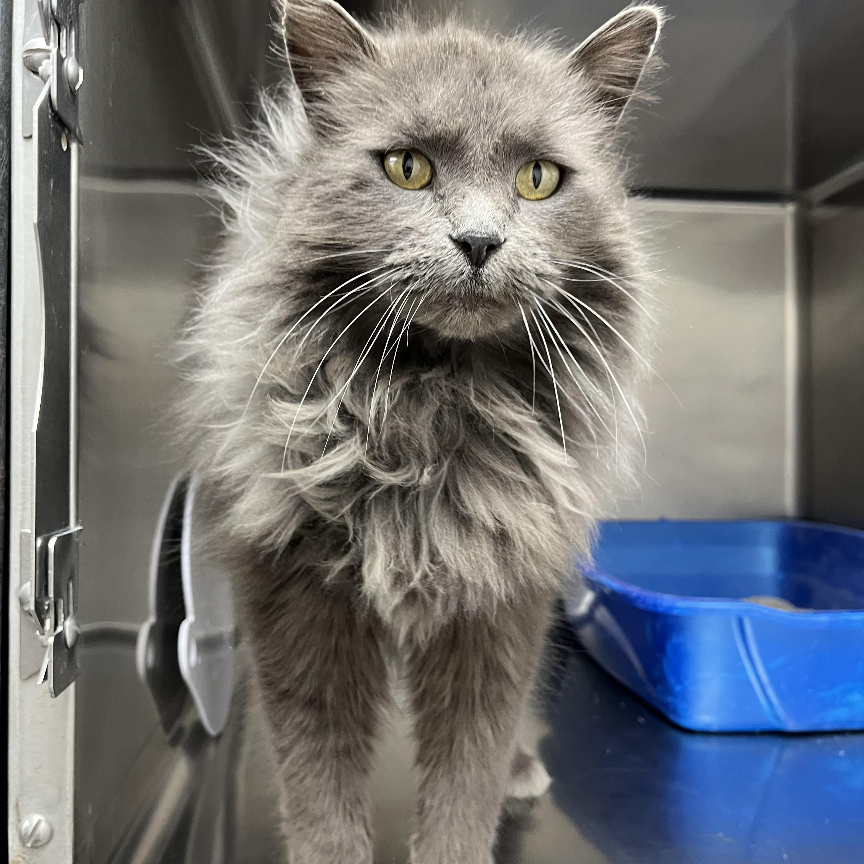 Jay-Z, adopted, Adult Male Domestic Long Hair.