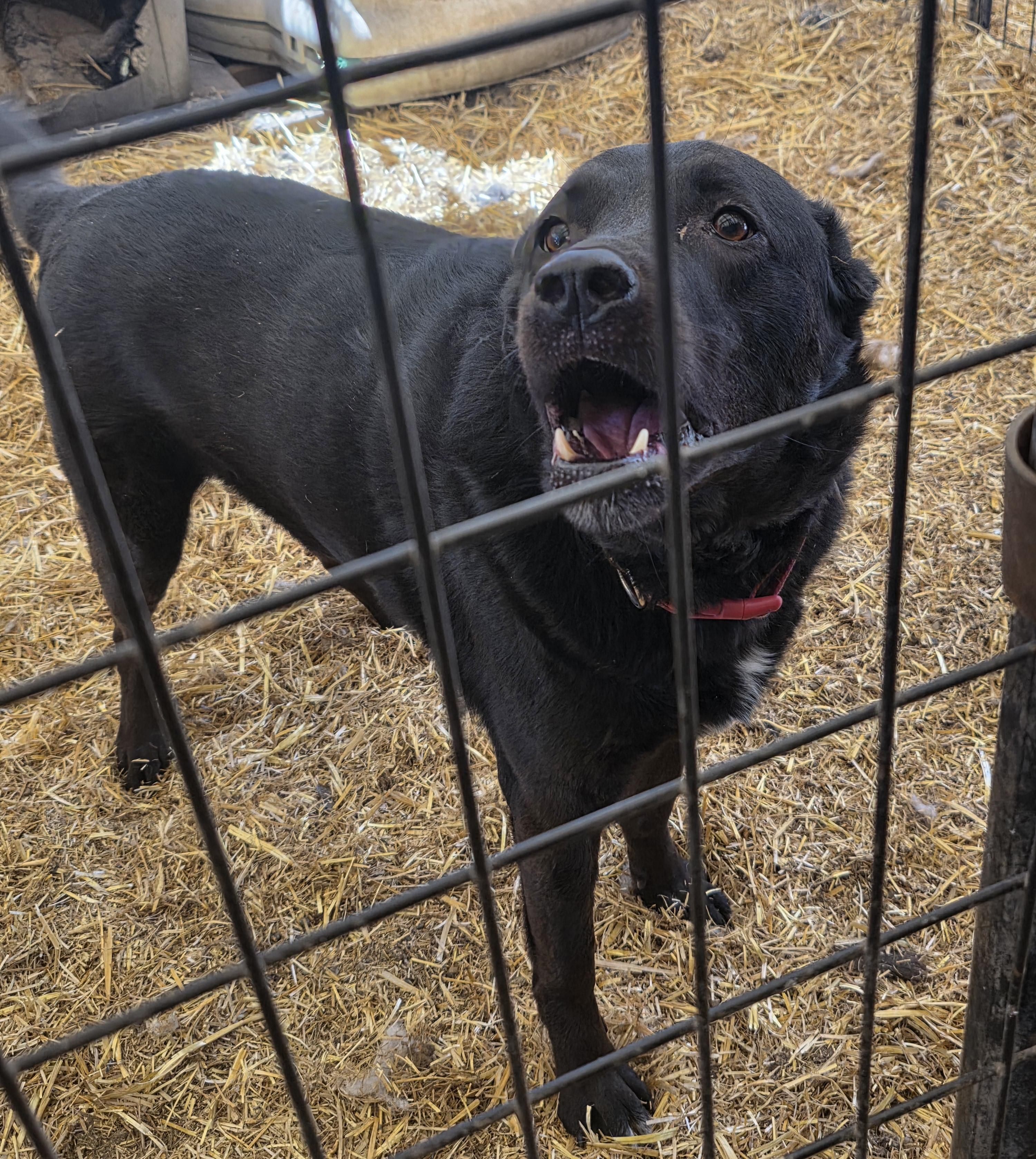 Lambeau, an adoptable Chocolate Labrador Retriever in Billings, MT, 59101 | Photo Image 2