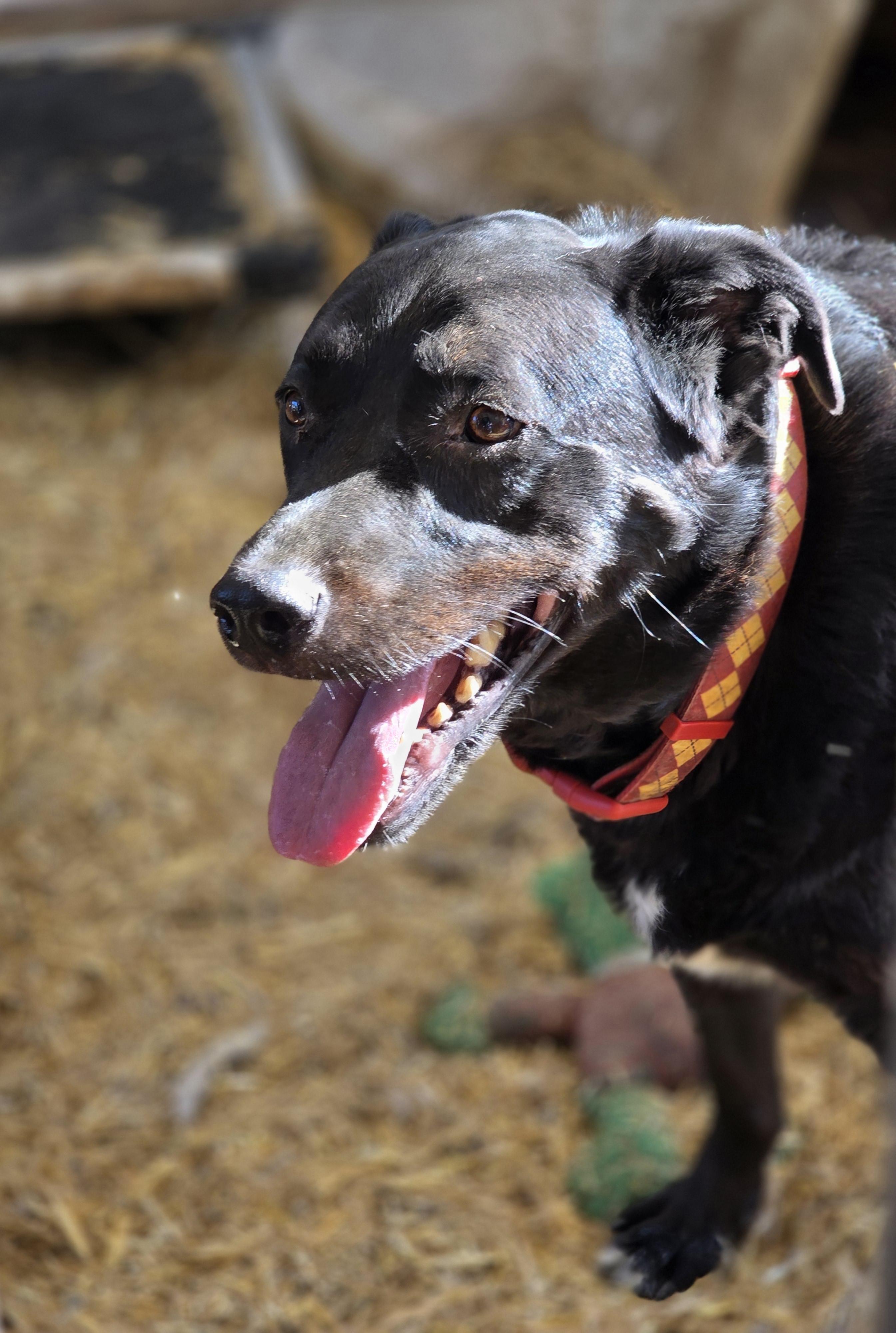 Lambeau, an adoptable Chocolate Labrador Retriever in Billings, MT, 59101 | Photo Image 1