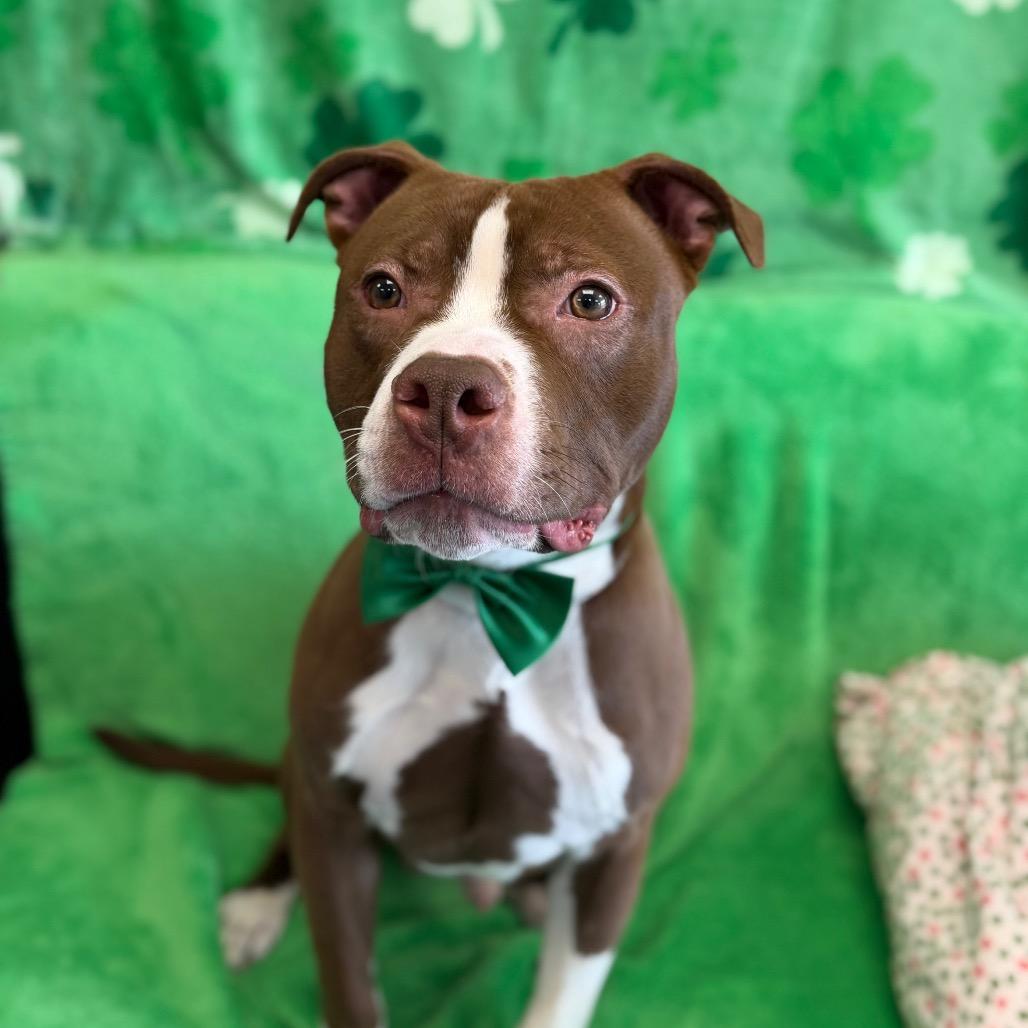 Brownie — thumbnail 2