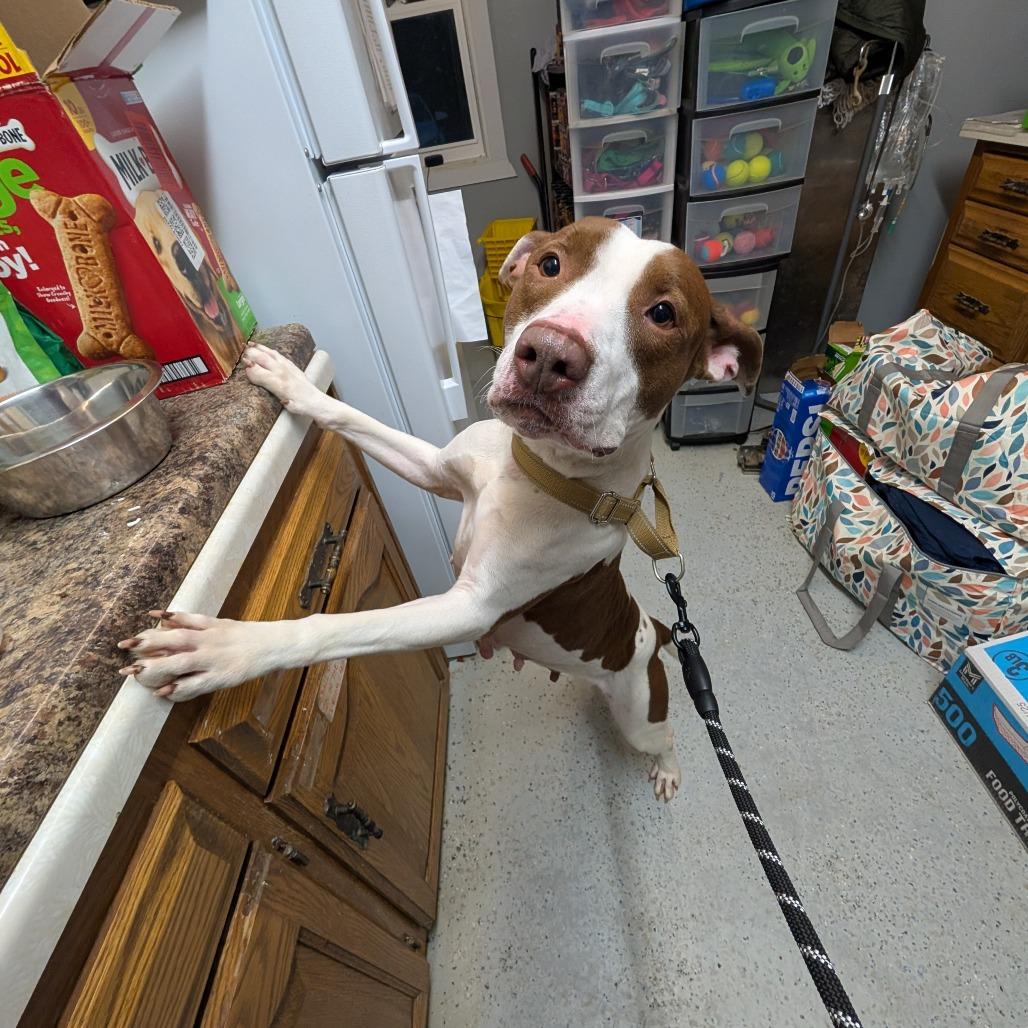 Enlarge Penny, a Adoptable American Staffordshire Terrier in Blair, WI image 2/4