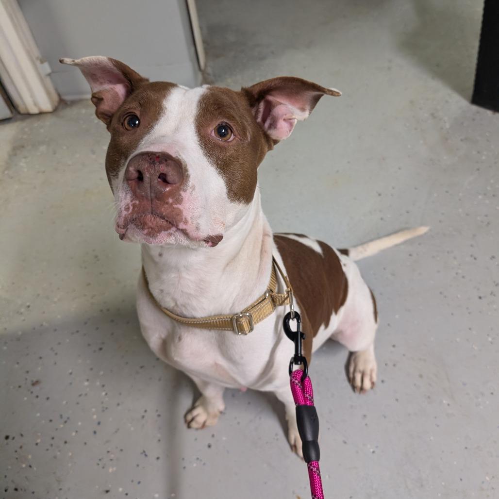 Enlarge Penny, a Adoptable American Staffordshire Terrier in Blair, WI image 3/4
