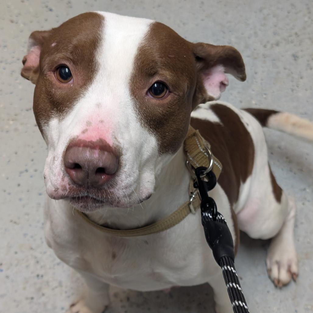 Enlarge Penny, a Adoptable American Staffordshire Terrier in Blair, WI image 4/4
