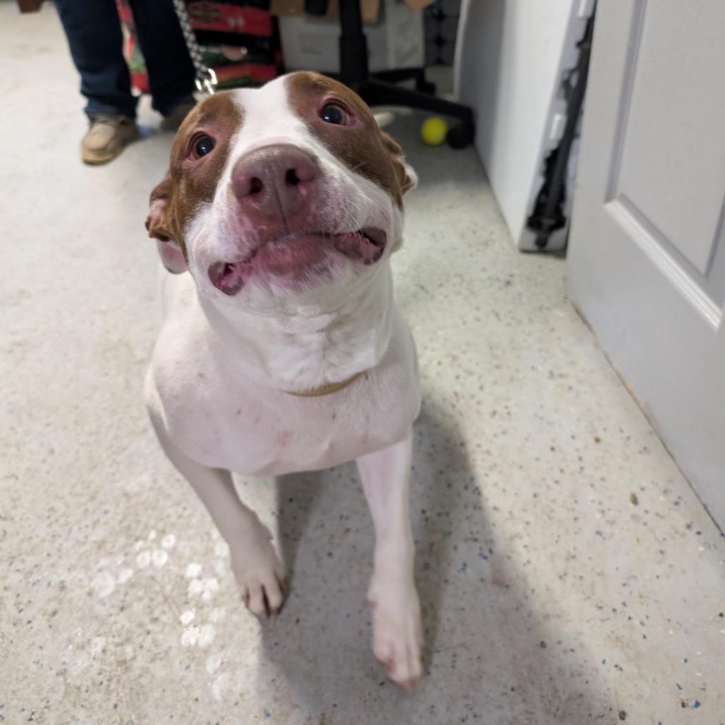 Enlarge Penny, a Adoptable American Staffordshire Terrier in Blair, WI image 5/6