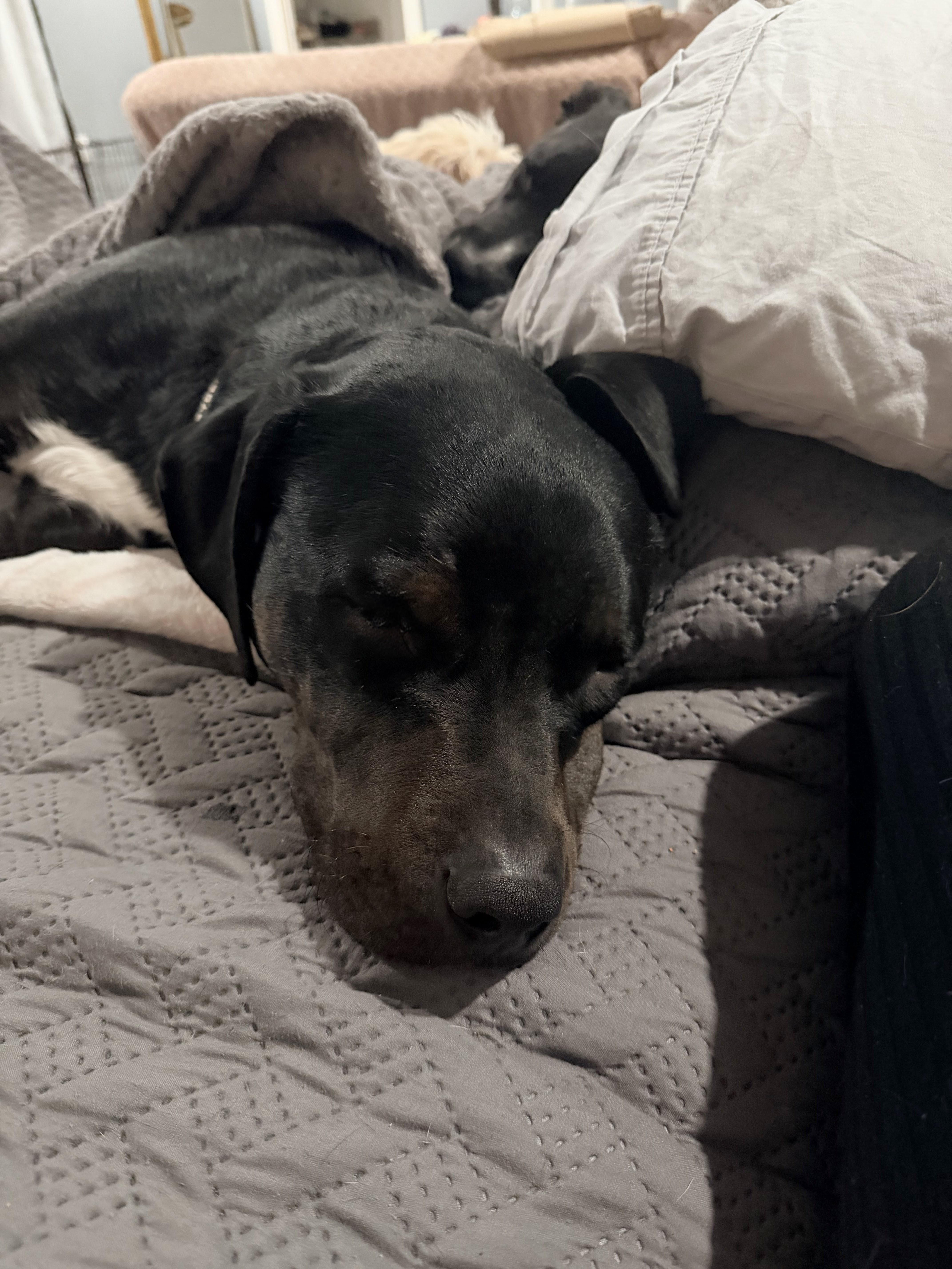 Leo, a Adoptable mixed breed in Willowbrook, IL image 6/6