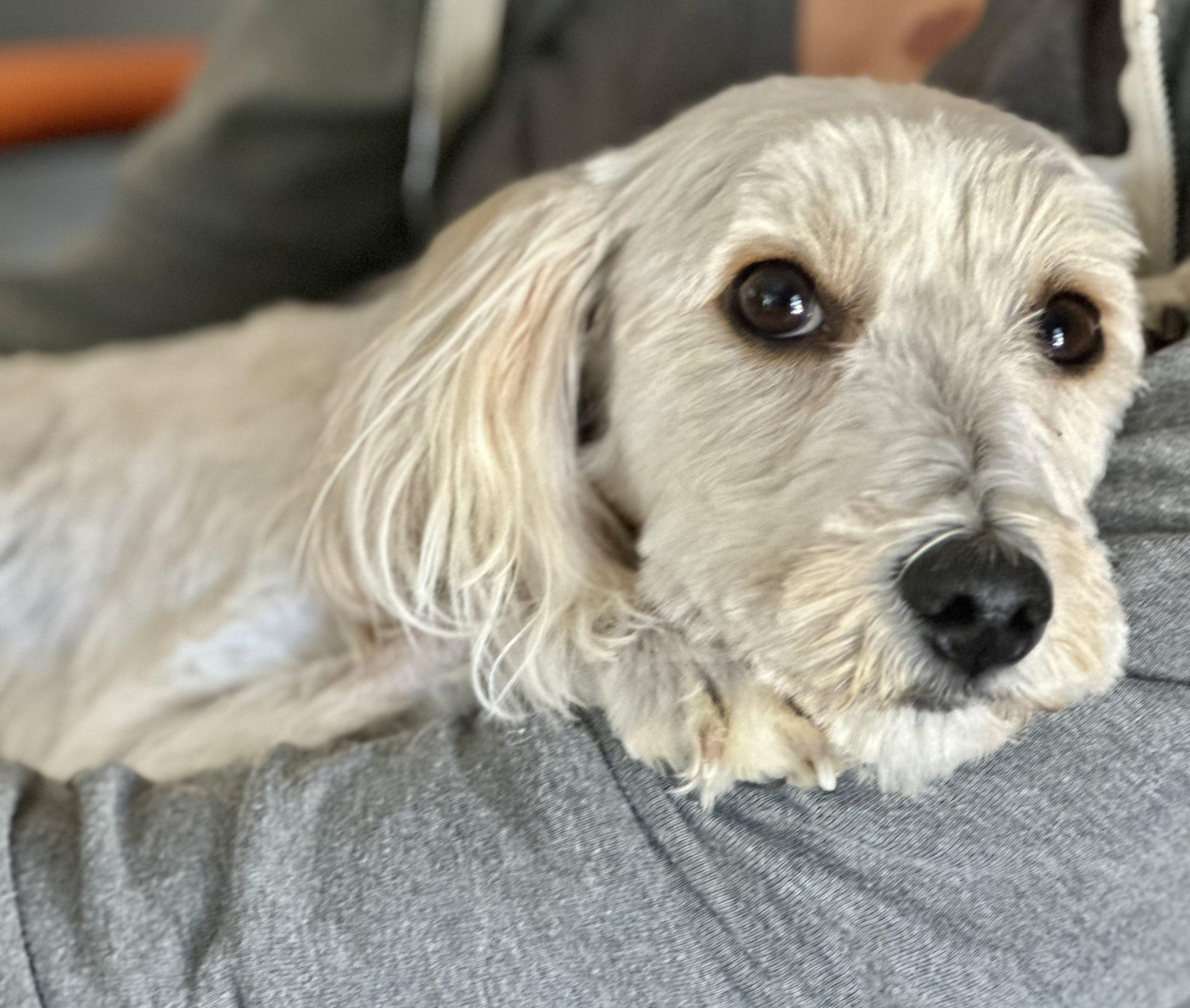 Bunny, Adopted, Young Female Maltipoo.