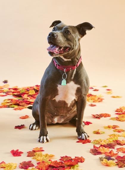Enlarge Mia, a Adoptable Pit Bull Terrier in Philadelphia, PA image 1/3