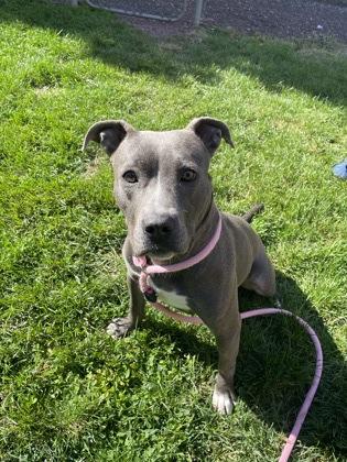 Enlarge Mia, a Adoptable Pit Bull Terrier in Philadelphia, PA image 2/3
