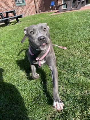 Enlarge Mia, a Adoptable Pit Bull Terrier in Philadelphia, PA image 3/3
